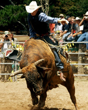 BullRider.jpg