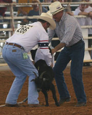 GoatDressing01.jpg